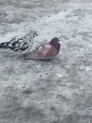 Columba livia domestica