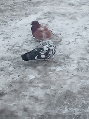 Columba livia domestica