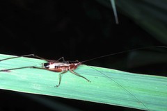 Conocephalus versicolor