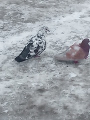 Columba livia domestica