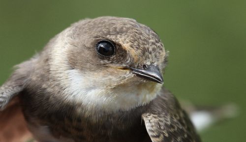 Bank Swallow, photo 10 of 10