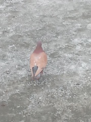 Columba livia domestica