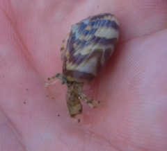 Paguroidea