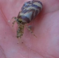 Paguroidea