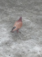 Columba livia domestica