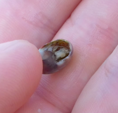 Umbonium moniliferum