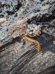 Lithobius microps