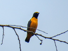 Euphonia finschi