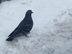 Columba livia domestica