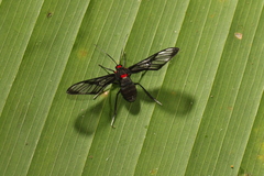 Chrostosoma destricta