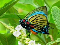 Atlides polybe