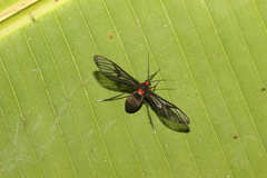 Chrostosoma destricta