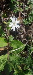Silene latifolia