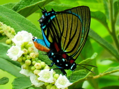 Atlides polybe