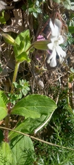 Silene latifolia