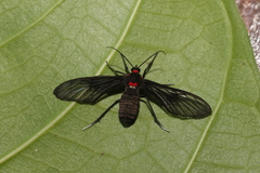 Chrostosoma destricta