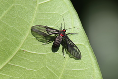 Chrostosoma destricta