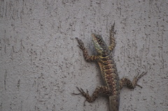 Tropidurus torquatus