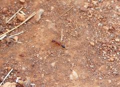 Harpegnathos saltator