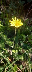 Reichardia picroides