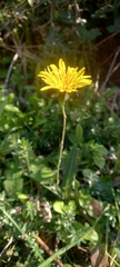 Reichardia picroides