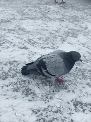 Columba livia domestica