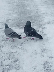 Columba livia domestica