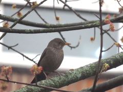 Turdus merula merula