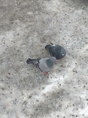 Columba livia domestica