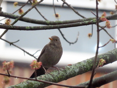 Turdus merula merula