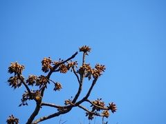 Madhuca longifolia latifolia