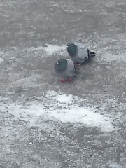 Columba livia domestica