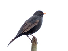 Turdus merula merula