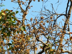 Madhuca longifolia latifolia