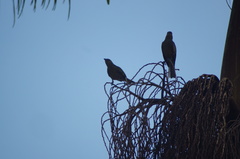Thraupis palmarum