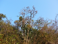 Madhuca longifolia latifolia