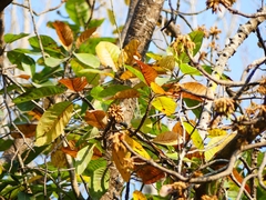 Madhuca longifolia latifolia
