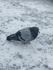 Columba livia domestica