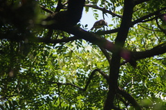 Cyanocorax cyanopogon