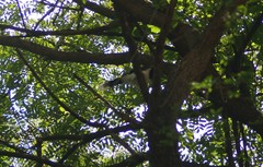 Cyanocorax cyanopogon