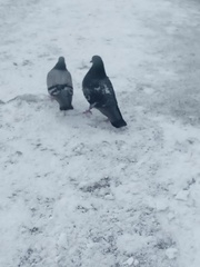 Columba livia domestica