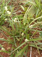 Cyperus kyllingiella