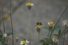Apis mellifera