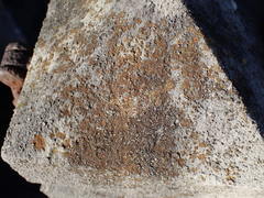 Gyalolechia flavovirescens