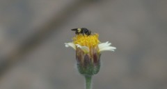 Plebeia