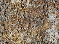 Gyalolechia flavovirescens