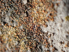 Gyalolechia flavovirescens