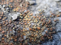 Gyalolechia flavovirescens