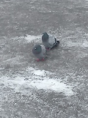 Columba livia domestica