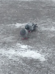 Columba livia domestica